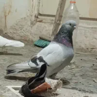 کبوتر عربی کاغذی، شقشقی