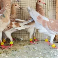 یازده عددهفرنگ جوجه امسال همه ساز