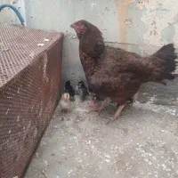 مرغ لاری با پنج جوجش