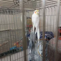 جفت عروس هلندی