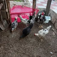 زینتی مرغ