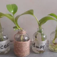 گل پتوس قلمه ای