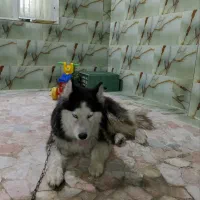 سگ هاسکی ماده یکسال