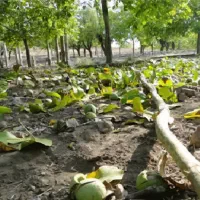 گردو چینی و گردو تکانی
