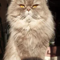 پرشین هیمالین نر