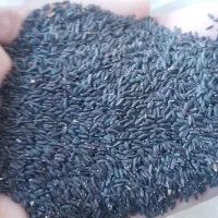 تخم شربتی درشت کلات نادر