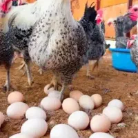 تخم مرغ عربی،گلین نطفه دار