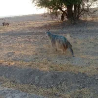 س عدد بز