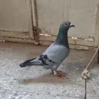 پلاکی ماده|پرنده|اهواز, ۲۴ متری|دیوار