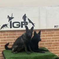 توله ژرمن ورکلاین