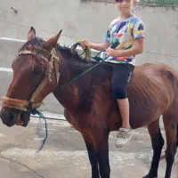 اسب نژاد دار