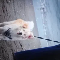 سگ پامر