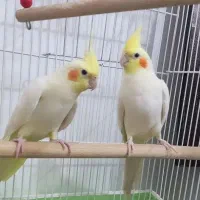 عروس هلندی لوتینو