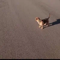 سگ پاکوتاه