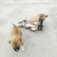 چند تا توله سگ جهت واگذاری