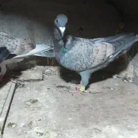 جوجه کبوتر