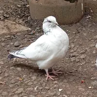 کبوتر پرشی