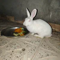 خرگوش مینیاتوری