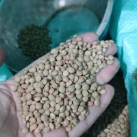 عدس بدون آشغال و سنگ کیلو ۲۰۰