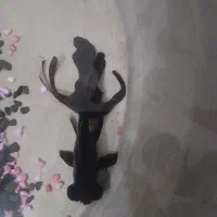 ماهی