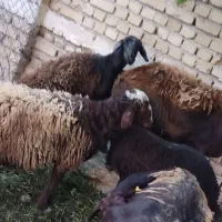 میش و بره