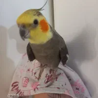 یک عدد عروس هلندی گمشده اراک قنات ناصری چشمه ۱۶