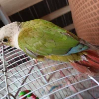 طوطی گرینجینک،و آناناسی