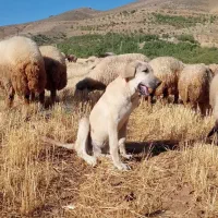 توله پژدر نر