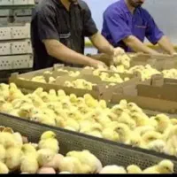 جوجه گوشتی راس 308 کارخانه آمل جوجه با کارتن پلمپ
