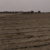 20هکتار زمین کشاورزی