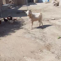 بزغاله نر حدودا ۳۵ کیلو