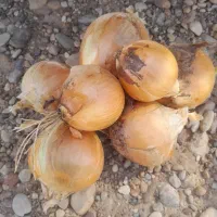 پیاز زرد بذر ویکیما منطقه دزفول