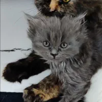 کوچولوهای نازنین