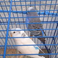 یک جفت مرغ عشق