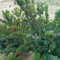 زمین-کشاورزی-15000متر