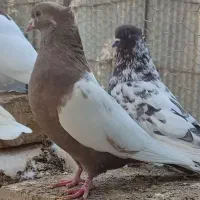 کبوتر طوق سیاه ماده و سینه ارده ای