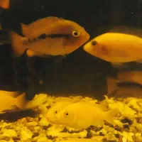 حراج سیچلایدهای ماکرو افرا پینک اسکار