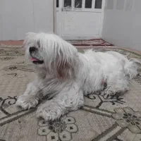 سگ پا کوتاه