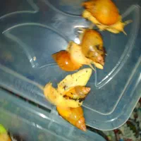 حلزون|خزنده|بافت, |دیوار