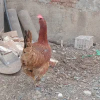 مرغ تخمگذار تخم درشت