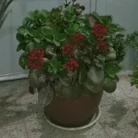گل قاشقی گلدار