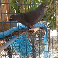 کبوتر گمشده