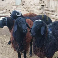 فروش ۳ عدد بره نر داشت درجه یک ۲ راس میش