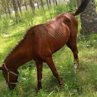 فروش