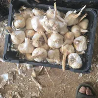 سیر درشت ودرجه یک