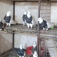 حدود 40عدد طوقی درجه یک