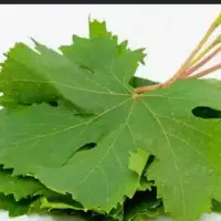 برگ مو درخت انگور