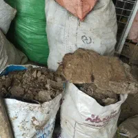 کود زل مرغ بومی