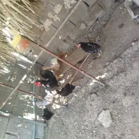 مرغ
