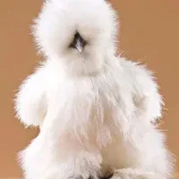 جوجه ابریشمی(سیلکی)